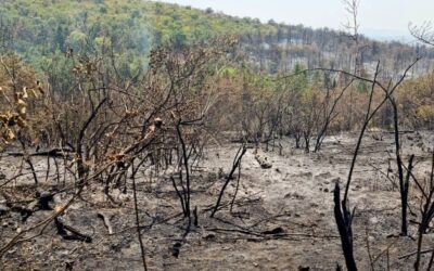 ПОЖАРЪТ КРАЙ ГОРНО ЛУКОВО Е ЛОКАЛИЗИРАН – НА ТЕРЕН ОСТАВАТ ДЕЖУРНИ ЕКИПИ